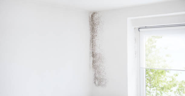 Best Mold Remediation for Rental Properties  in USA